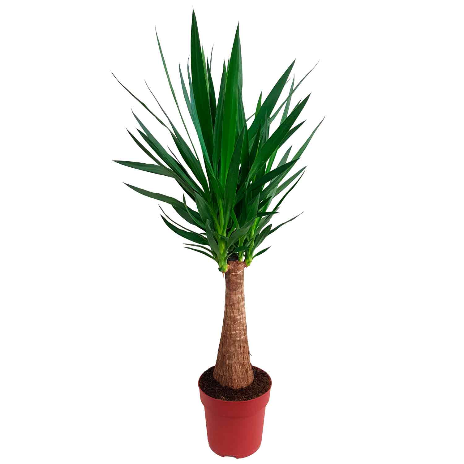 Yucca elephantipes Maya Tree 24cm