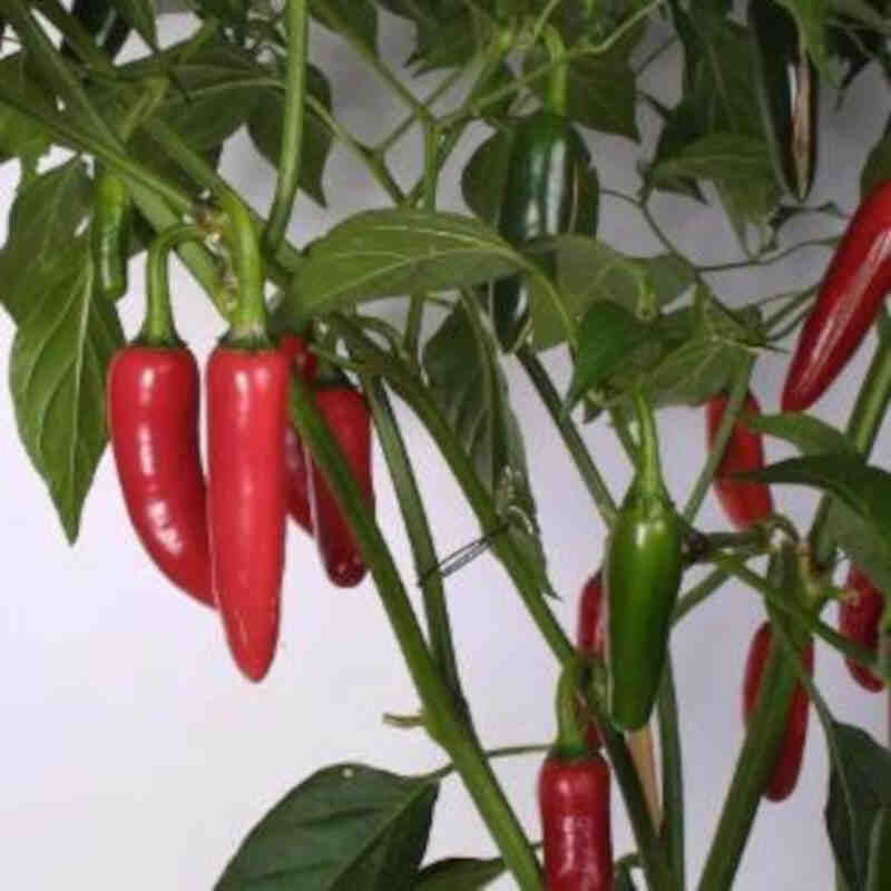 Chili Jalapeno 11,5 cm.