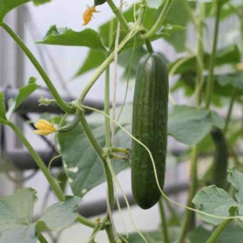 Cucumber plant 'Passandra' school cucumber 11.5 cm. pot.