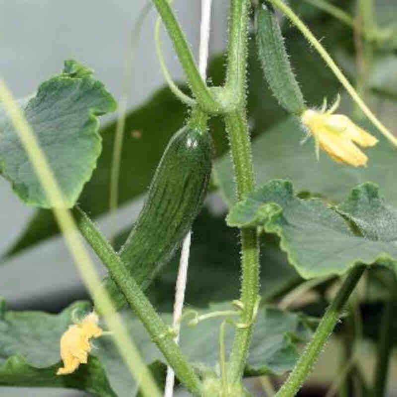 Cucumber plant - Baby cucumber 'Picolino' 11.5 cm. pot.