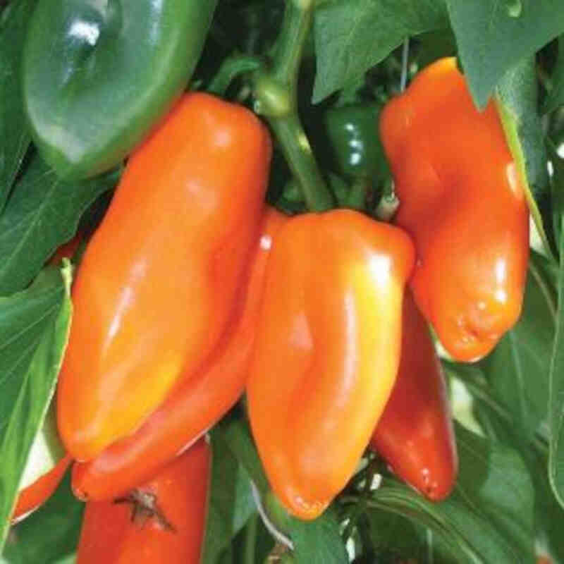 Capsicum Annuu. Et Orange' 11,5cm