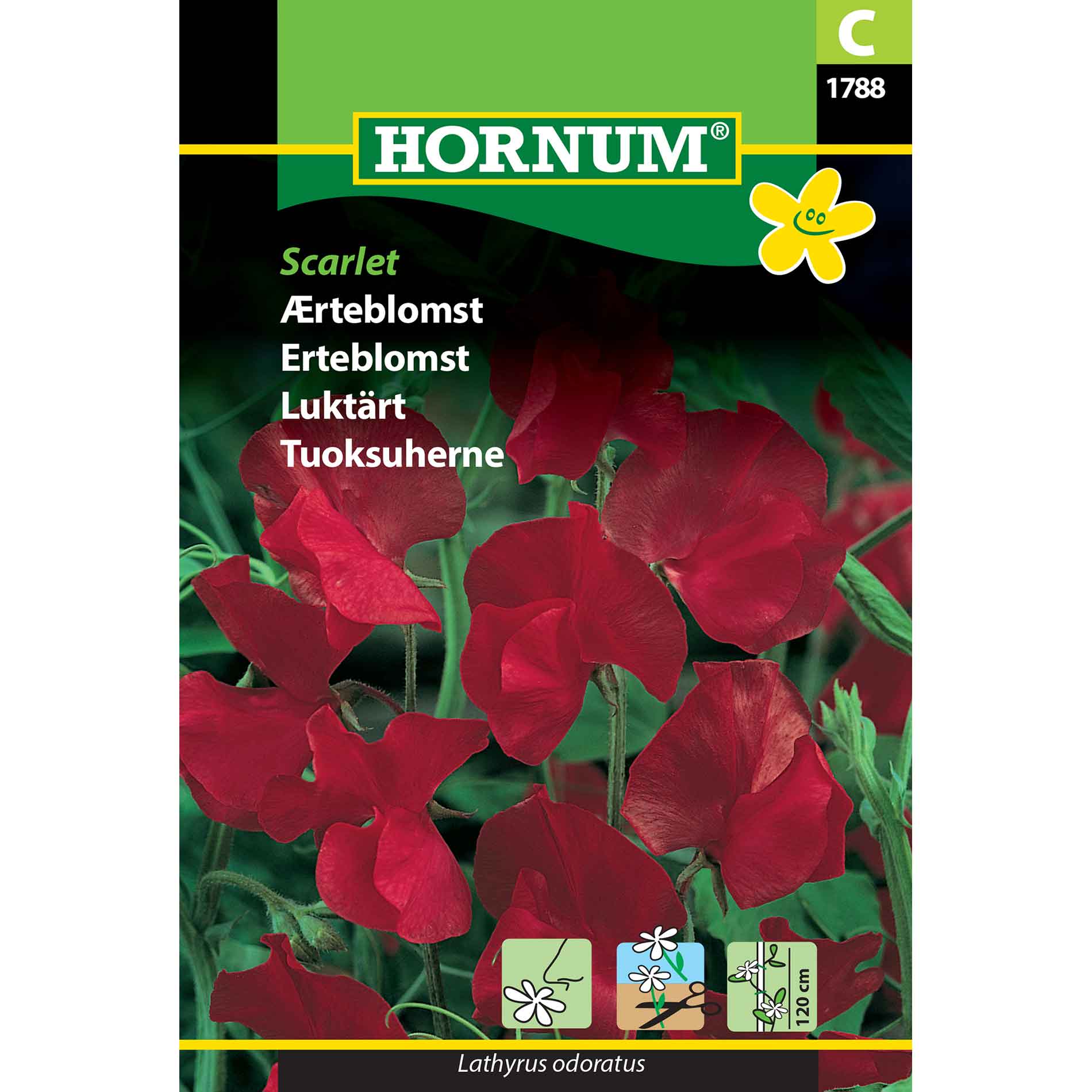 Ärtblommafrön - Scarlet