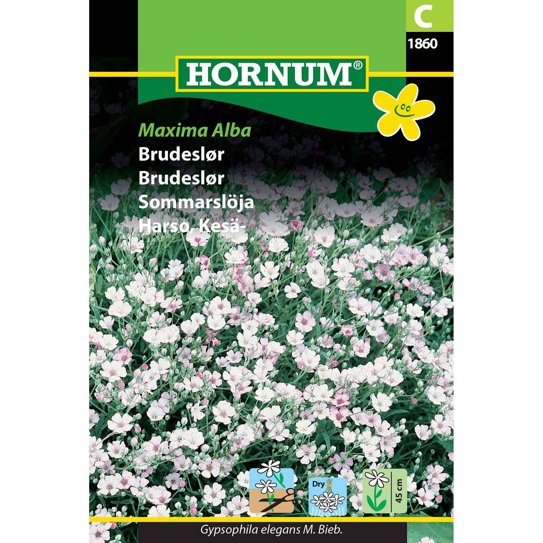 Bridal Veil Seeds - Maxima Alba