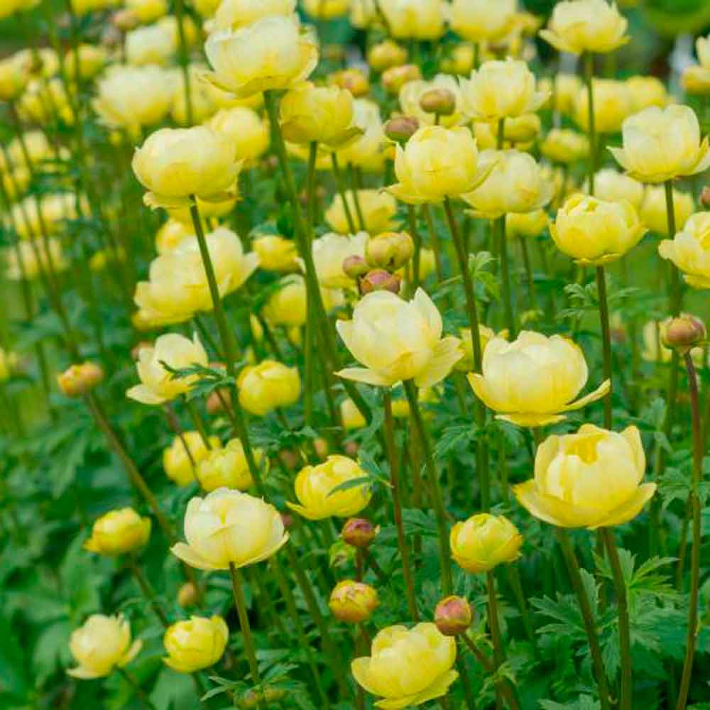 Trollius hybrid 'Cheddar' 1L