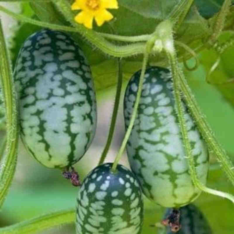 Gurkväxt - Djungelgurka - zehneria scabra