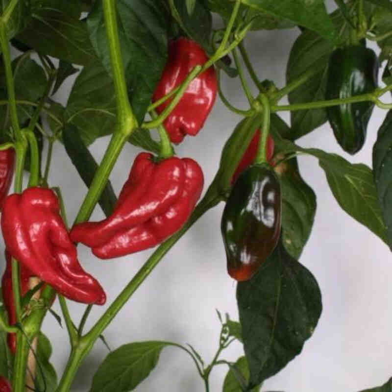 CAPSICUM ANNUU. RON'