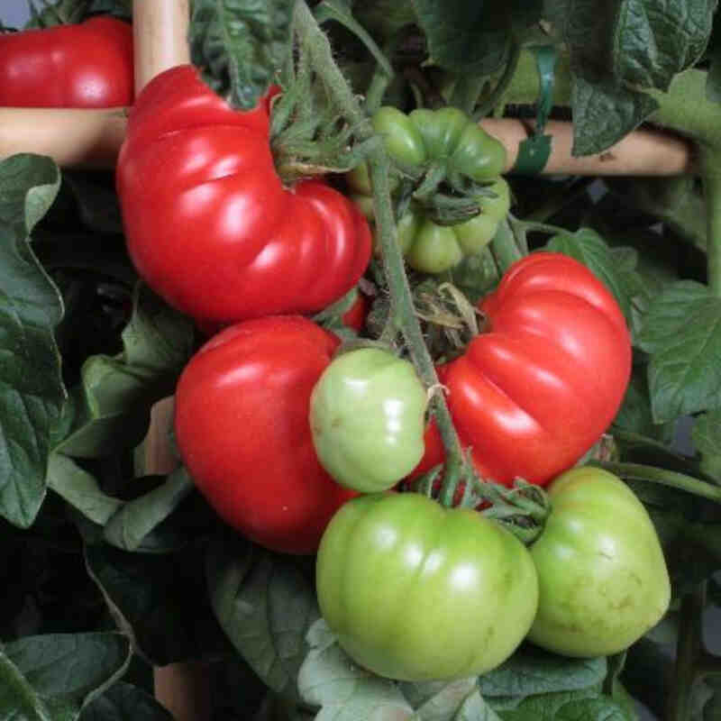 Tomato plant - Steak tomato Belle 11.5cm pot