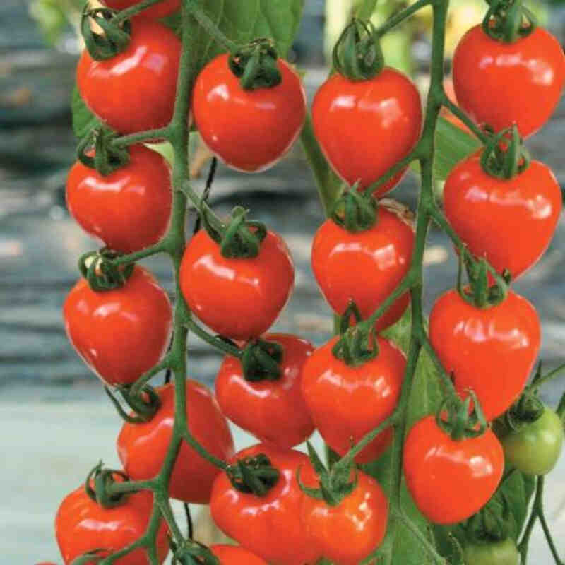 Tomato plant 'Strawberry Fields' 11.5 cm. pot.
