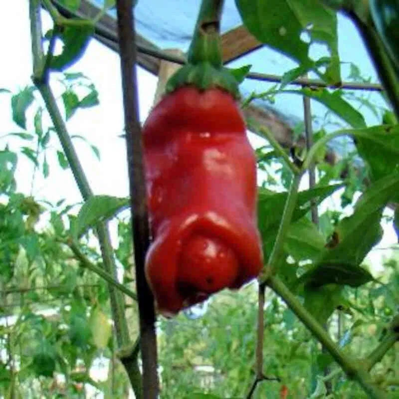 Chili Penis chili 11,5 cm.