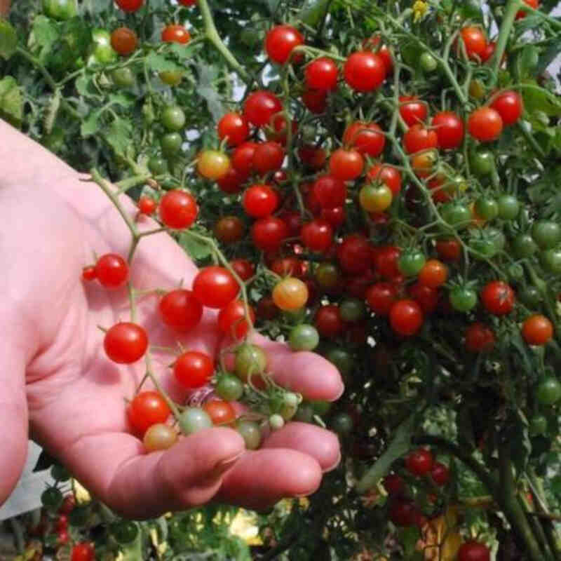 Tomato plant 'Red Currant' 11.5 cm. pot.