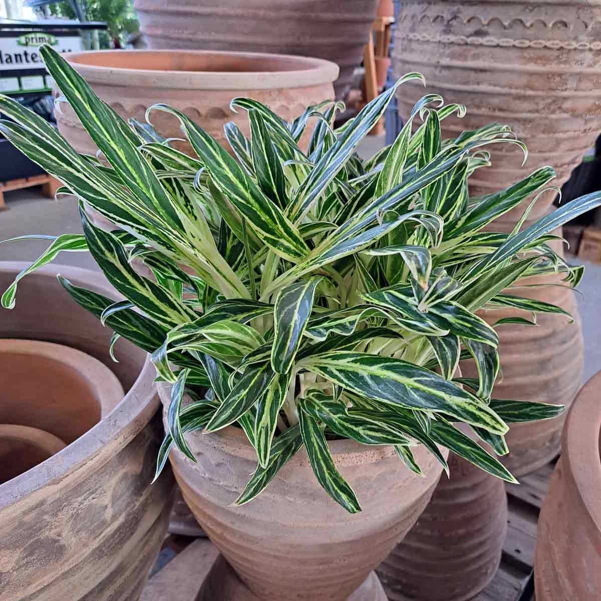 Aglaonema commutatum Zebra fjädrar C19