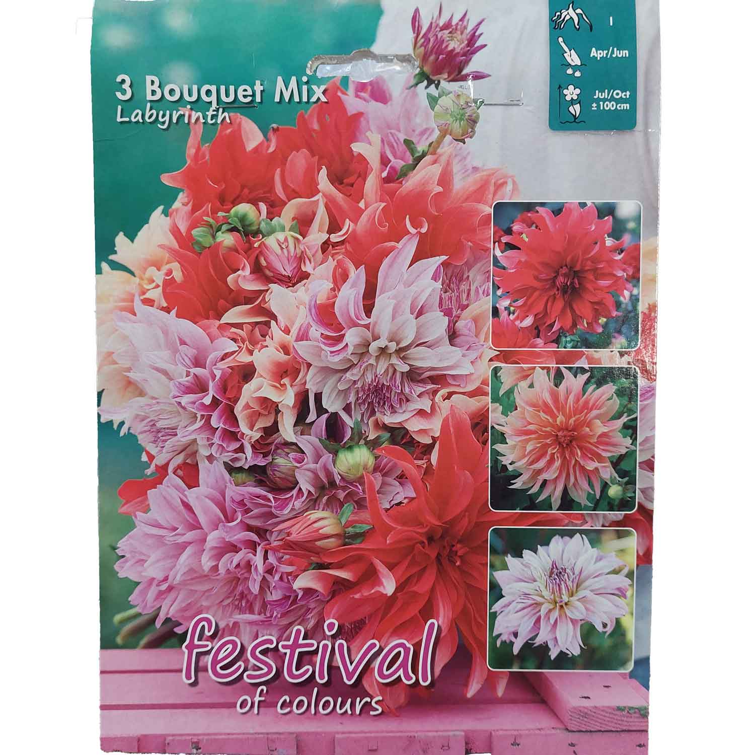 Dahlia Labyrinth Bukett Collection 100cm Dekorativ Storblommig