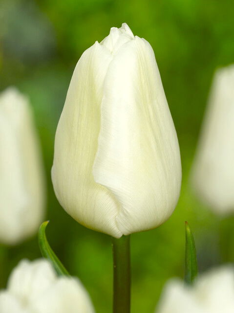 Tulips White Prince 12/+, 15stk