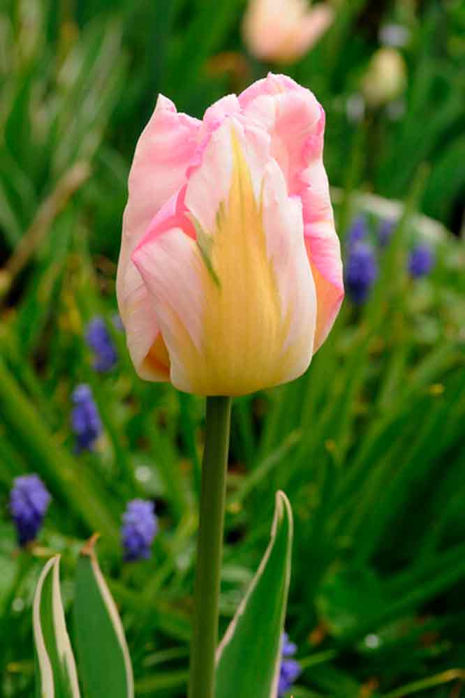 Tulpanlökar - Tulipa Angelique 12/+ Stor väska
