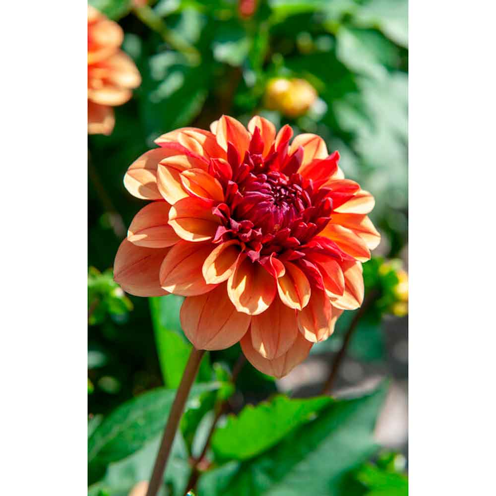Dahlia Creme de Cognac Small-flowered