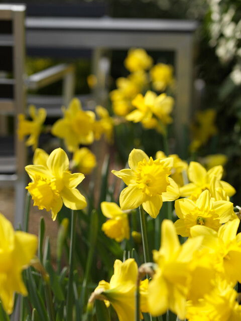 Narcisses Carlton 12/14, 15stk