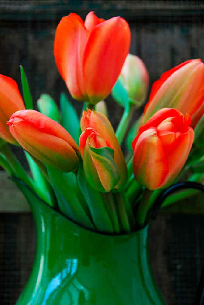 Tulip bulbs - Tulipa Apeldoorn 12/+ Big bag