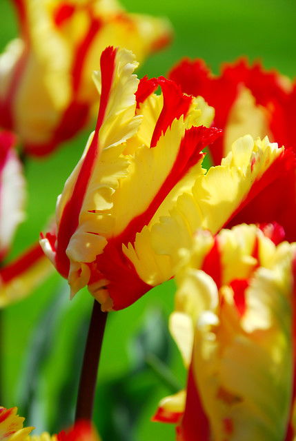 Tulipa Flaming Parrot, Parkiet (x7), 12/+
