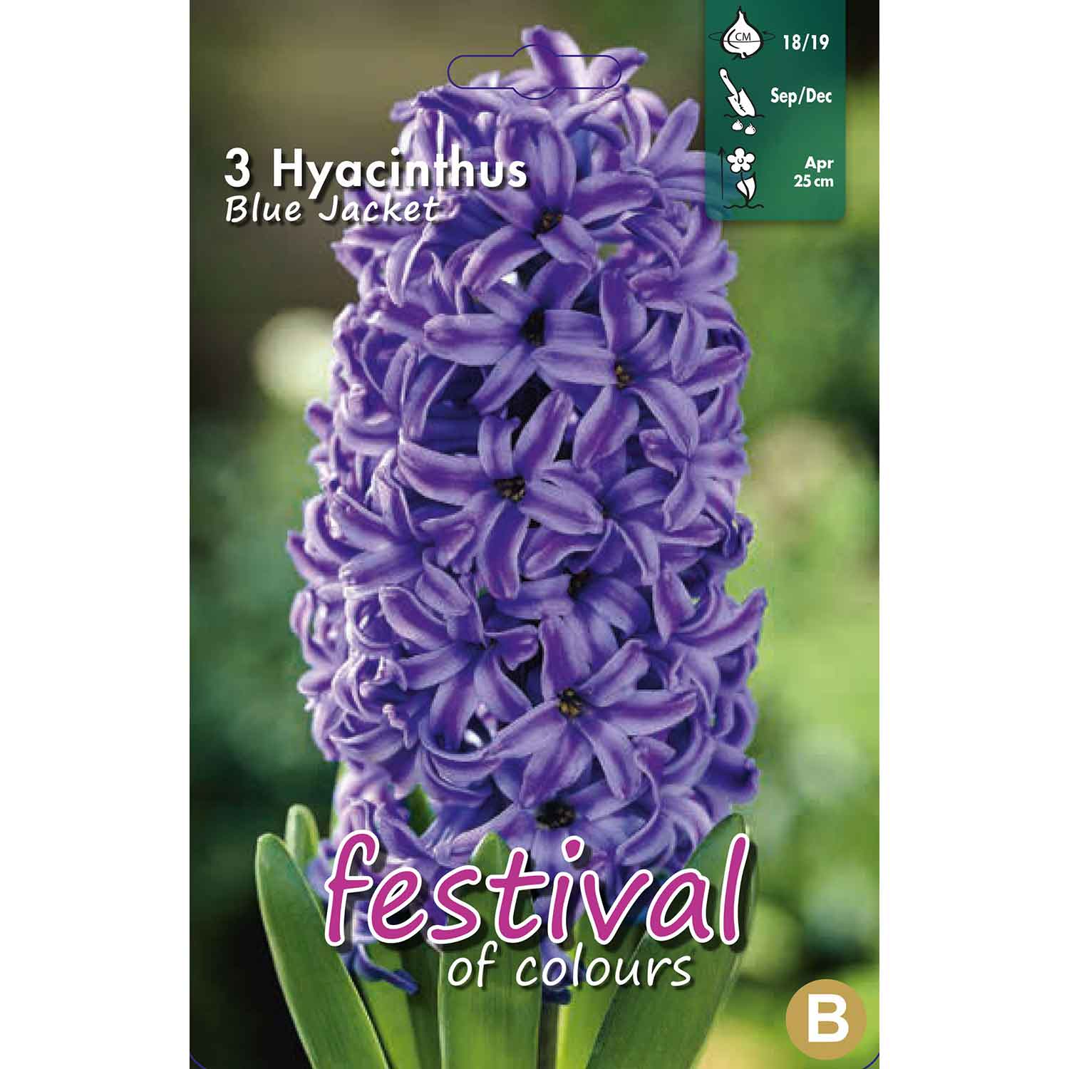 Hyacinth - Hyacinthus Blue Jacket 18/19