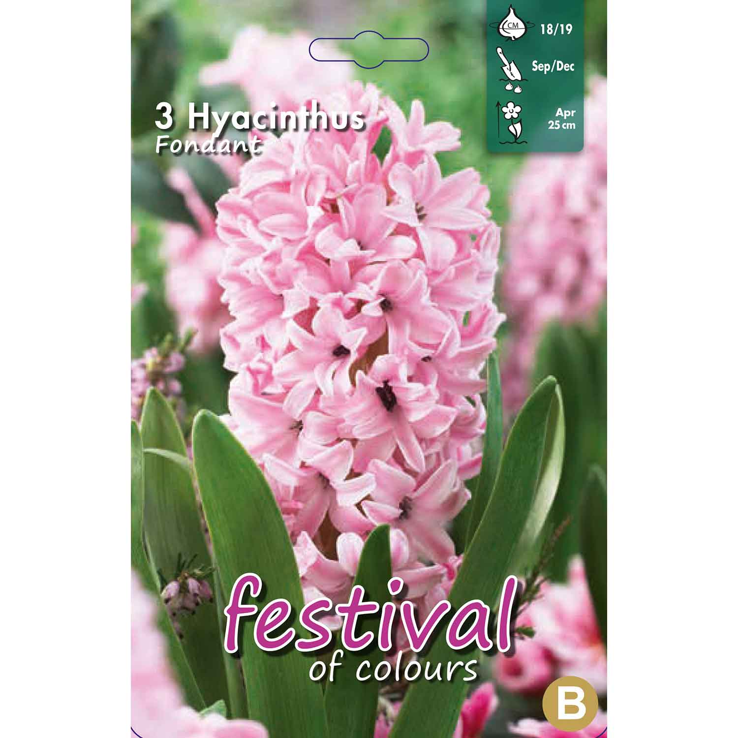 Hyacinthus Fondant (x3), 17/18