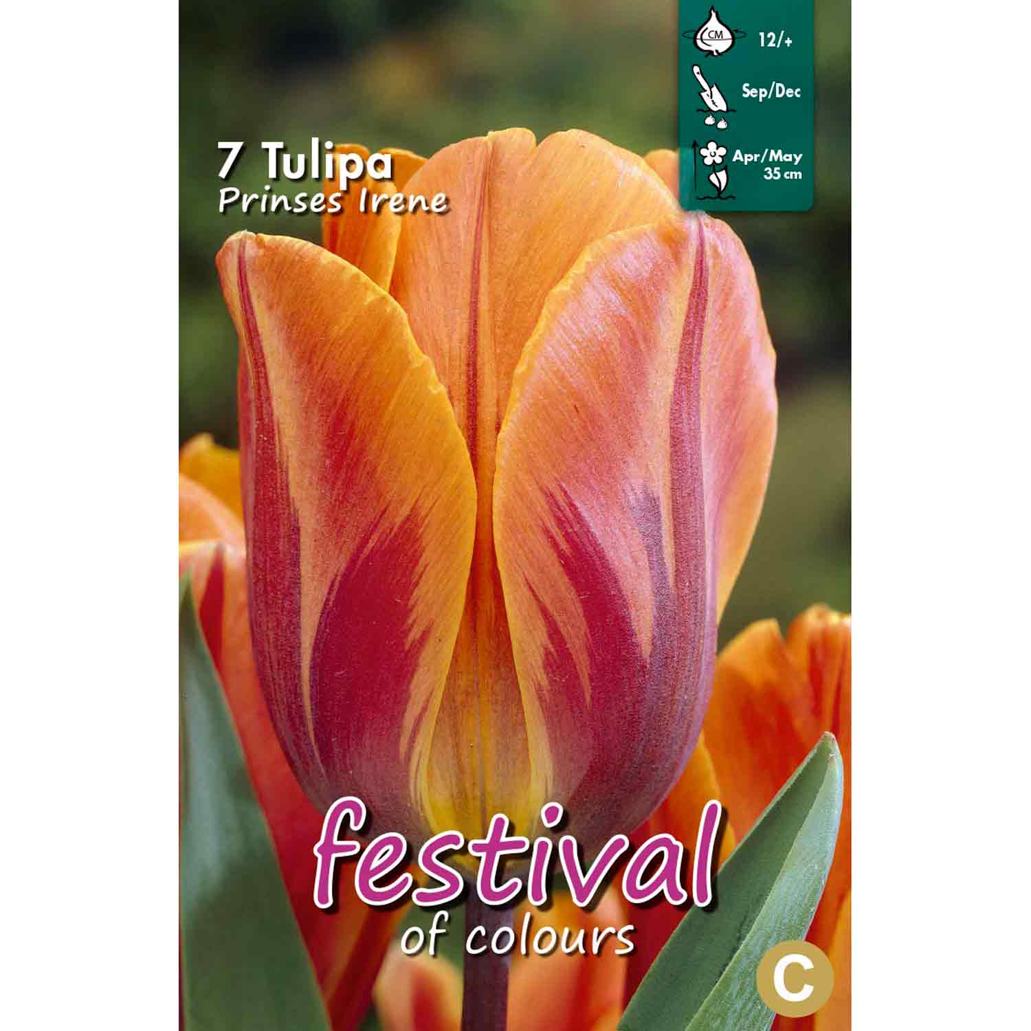 Tulpanlökar - Tulipa Prinses Irene 12/+