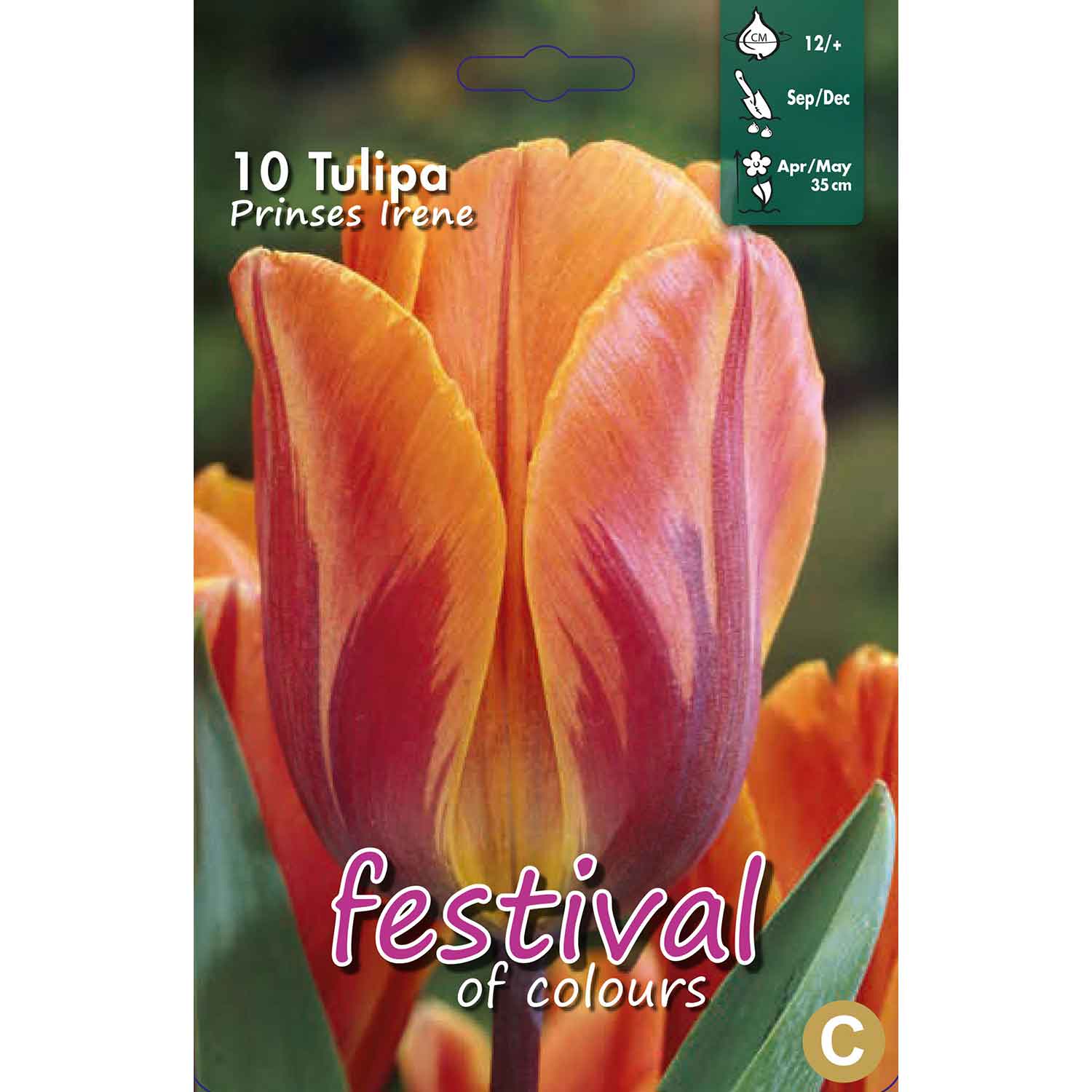 Tulpanlökar - Tulipa Prinses Irene 12/+