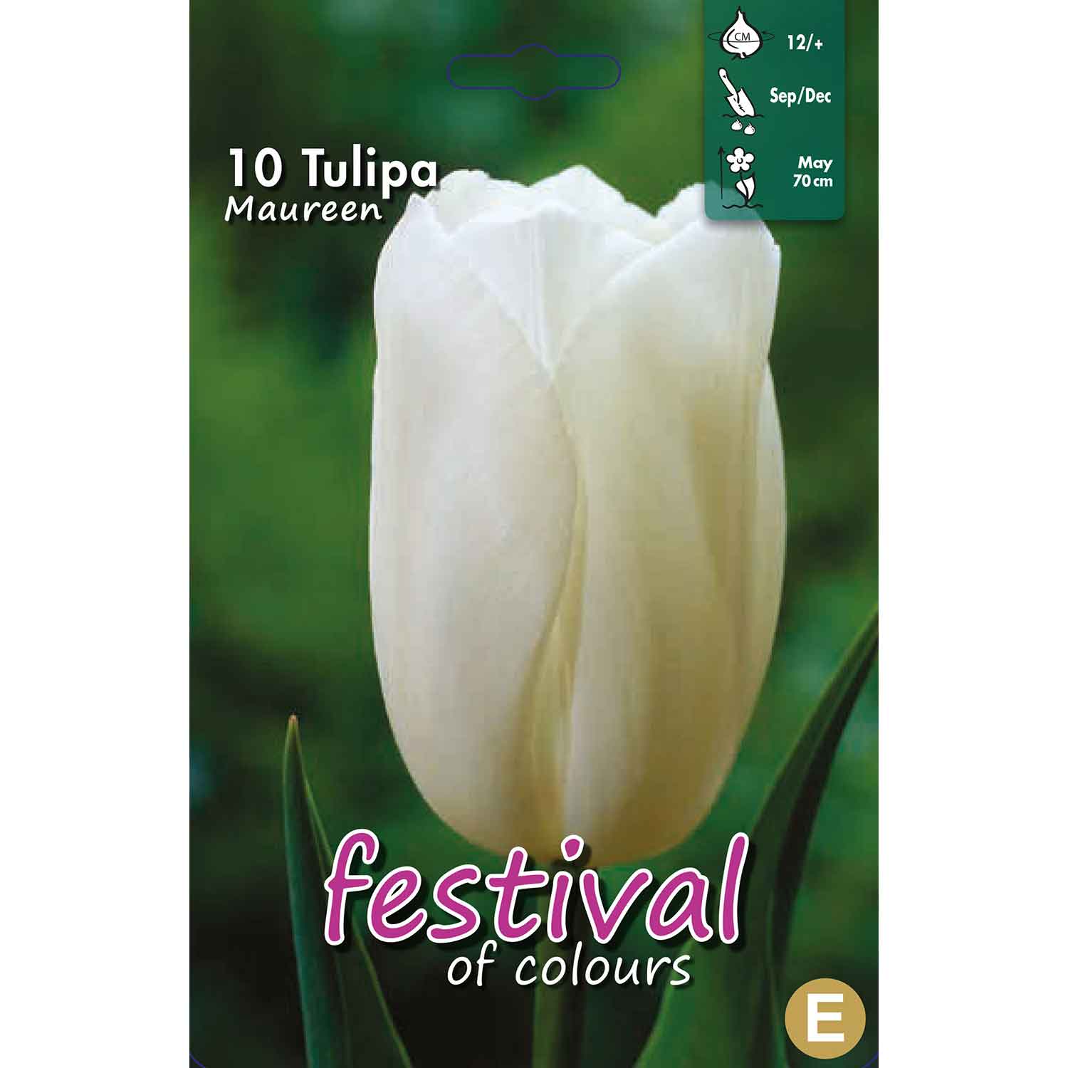 Tulpaner Maureen 12/+ (x12x10) *622338*