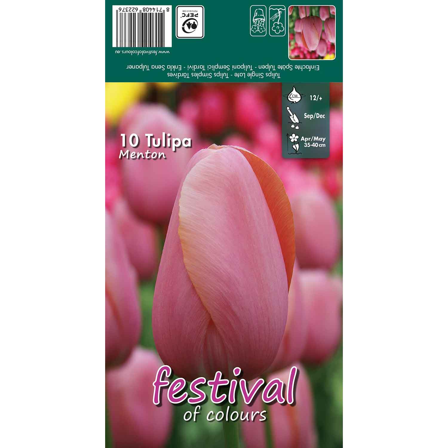 Tulips Menton 12/+, 7stk