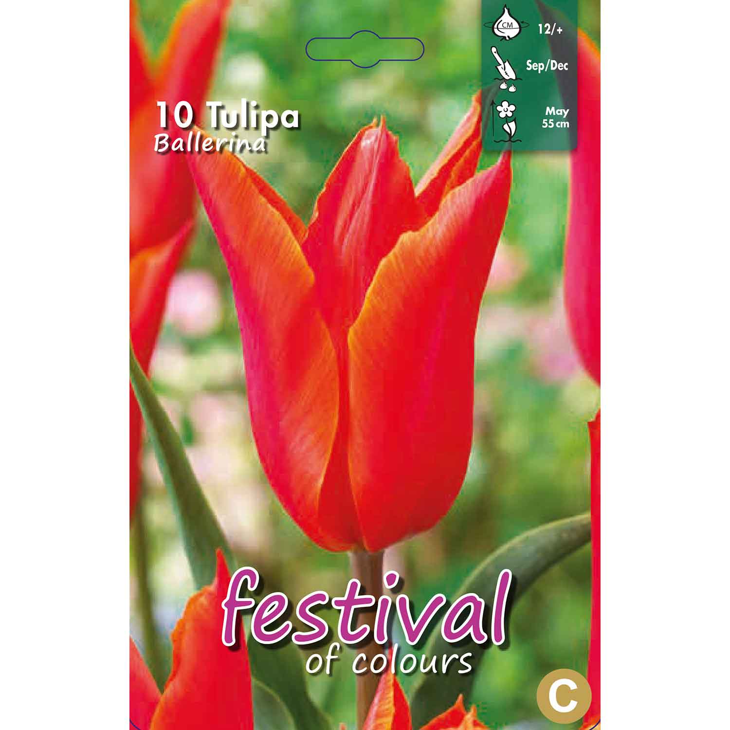 Tulpanlökar - Tulipa Ballerina 12/+