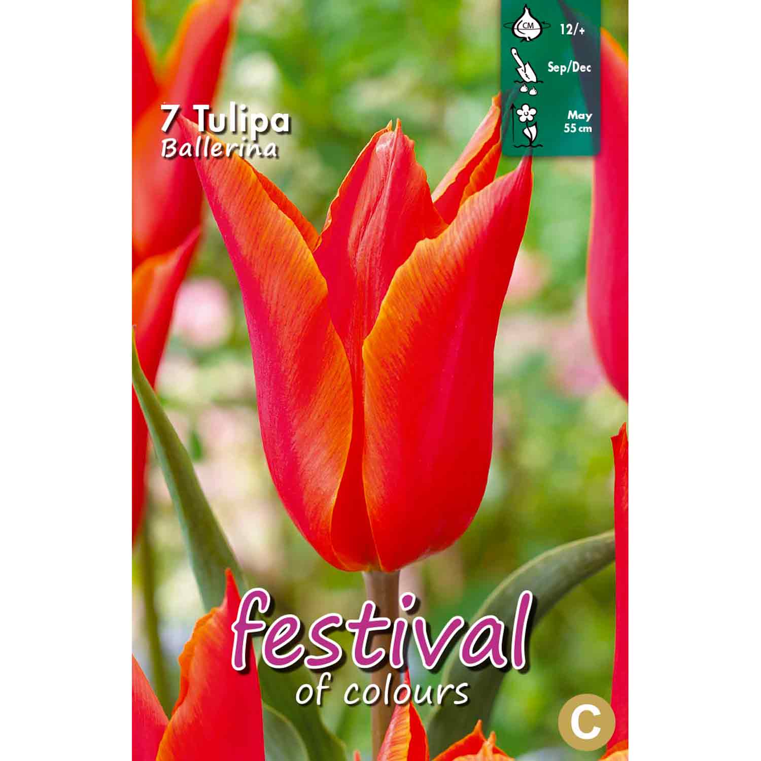 Tulipa Ballerina 12/+ 7stk
