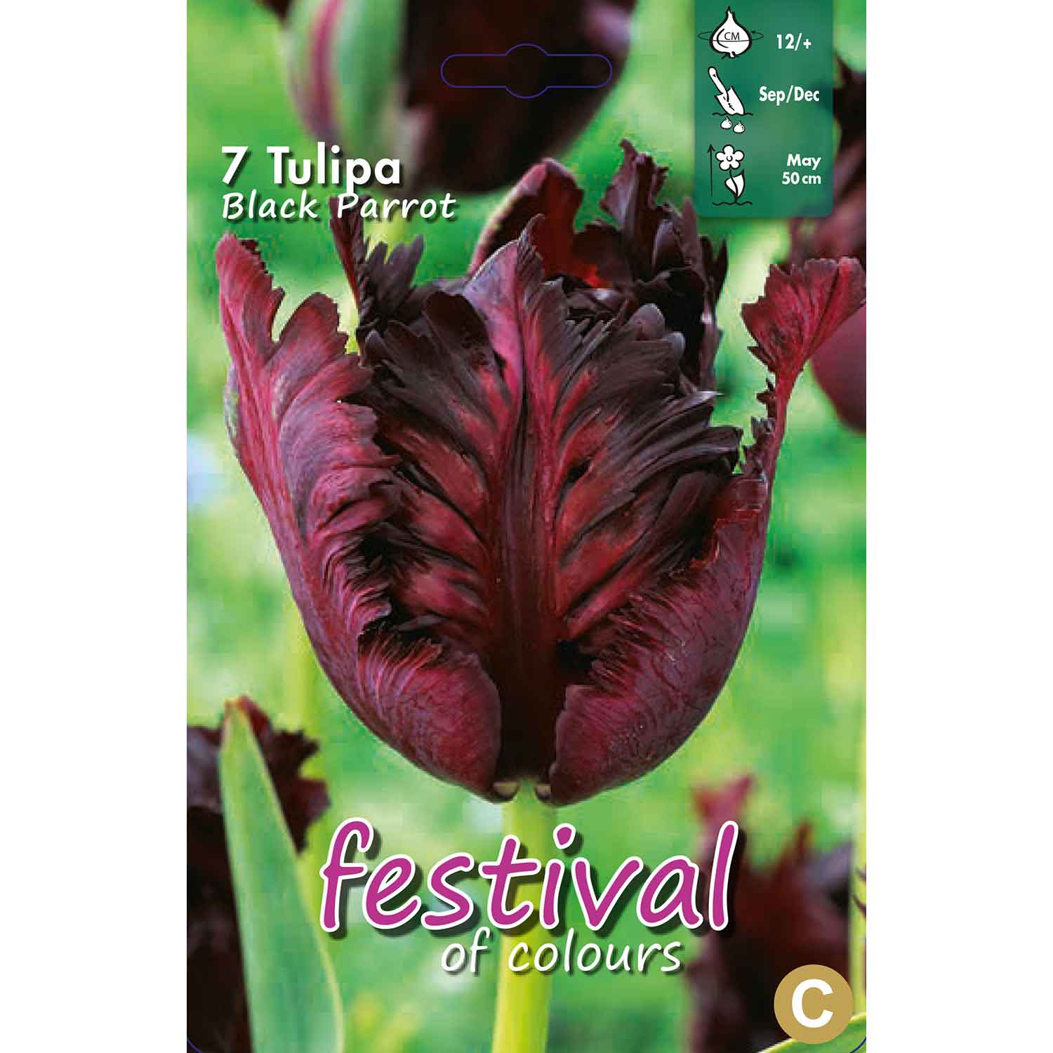 Tulipa Black Parrot, Parkiet (x7), 12/+