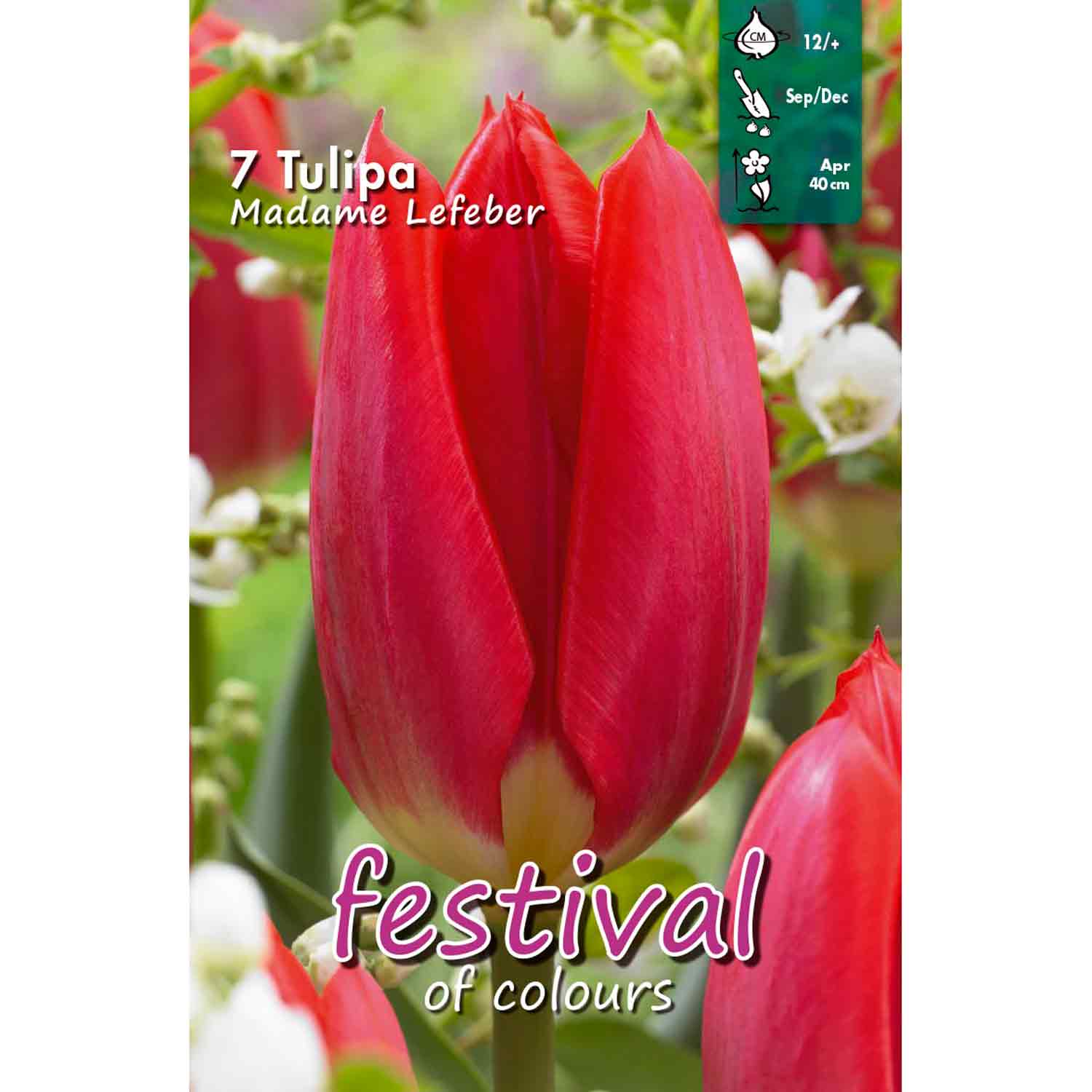 Tulipa Madame Lefeber 12/+ 7stk