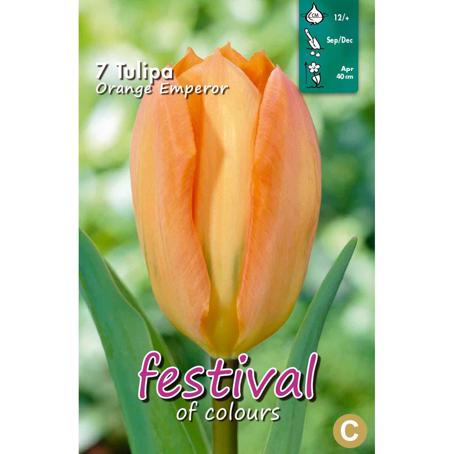 Tulpanlökar - Tulipa Orange Emperor 12/+