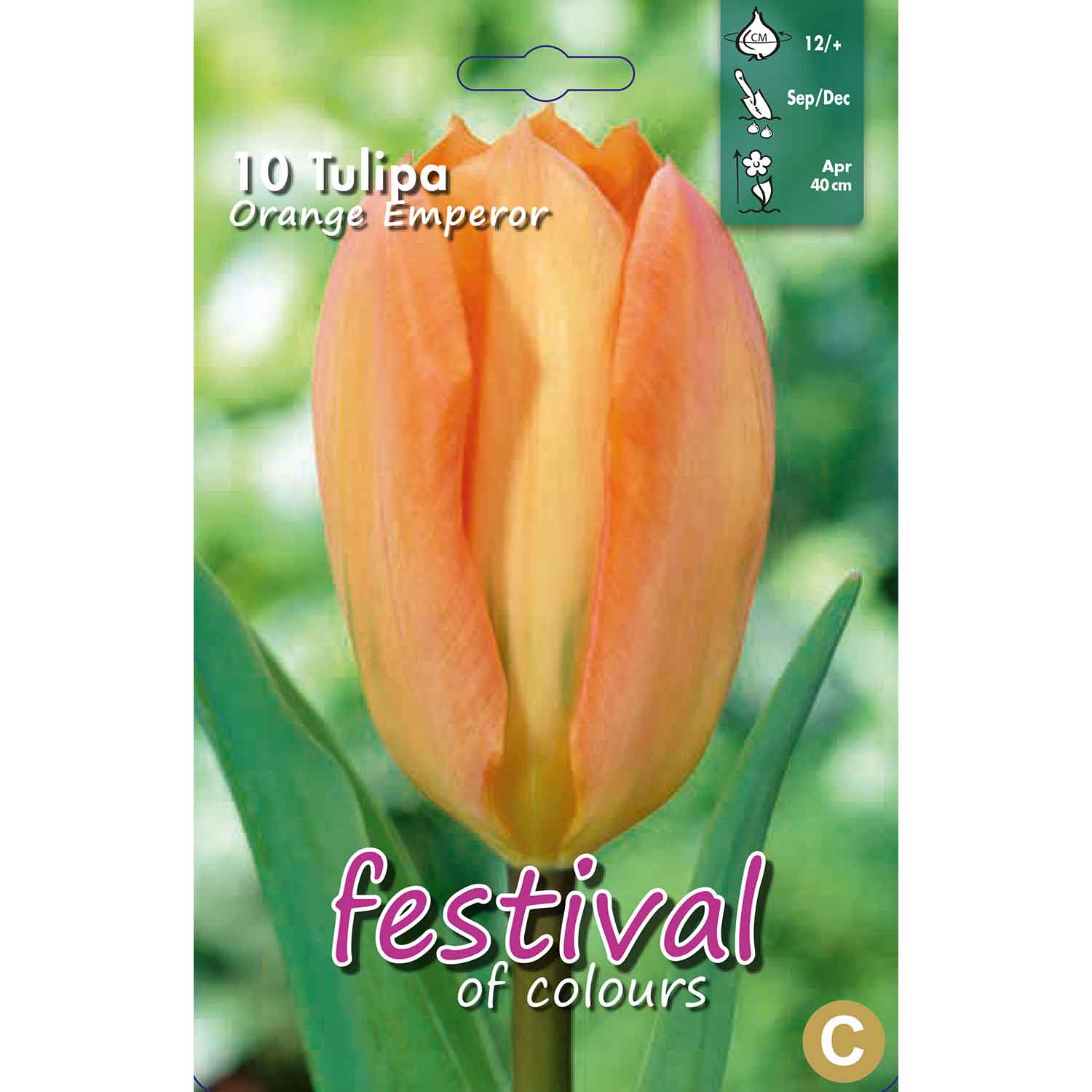 Tulip bulbs - Tulipa Orange Emperor 12/+