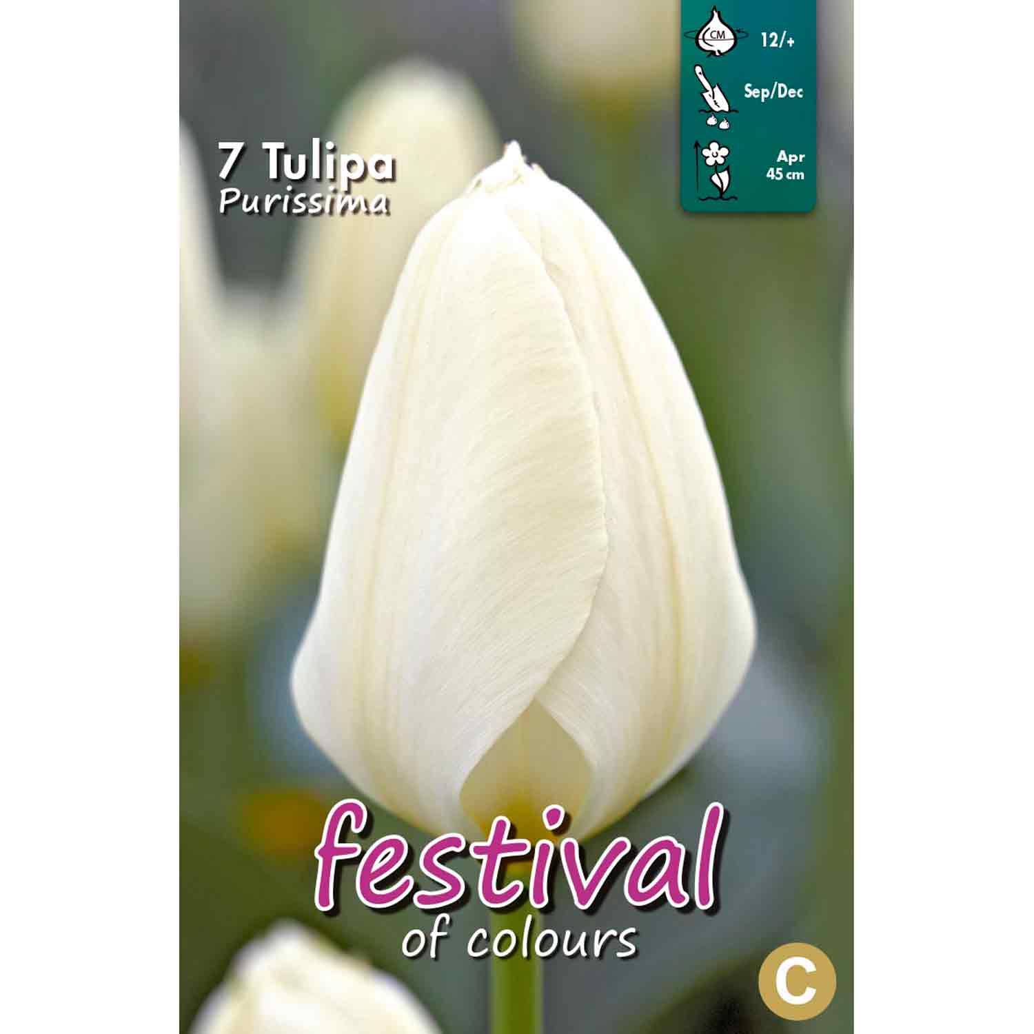 Tulipa Purissima 12/+ 7stk