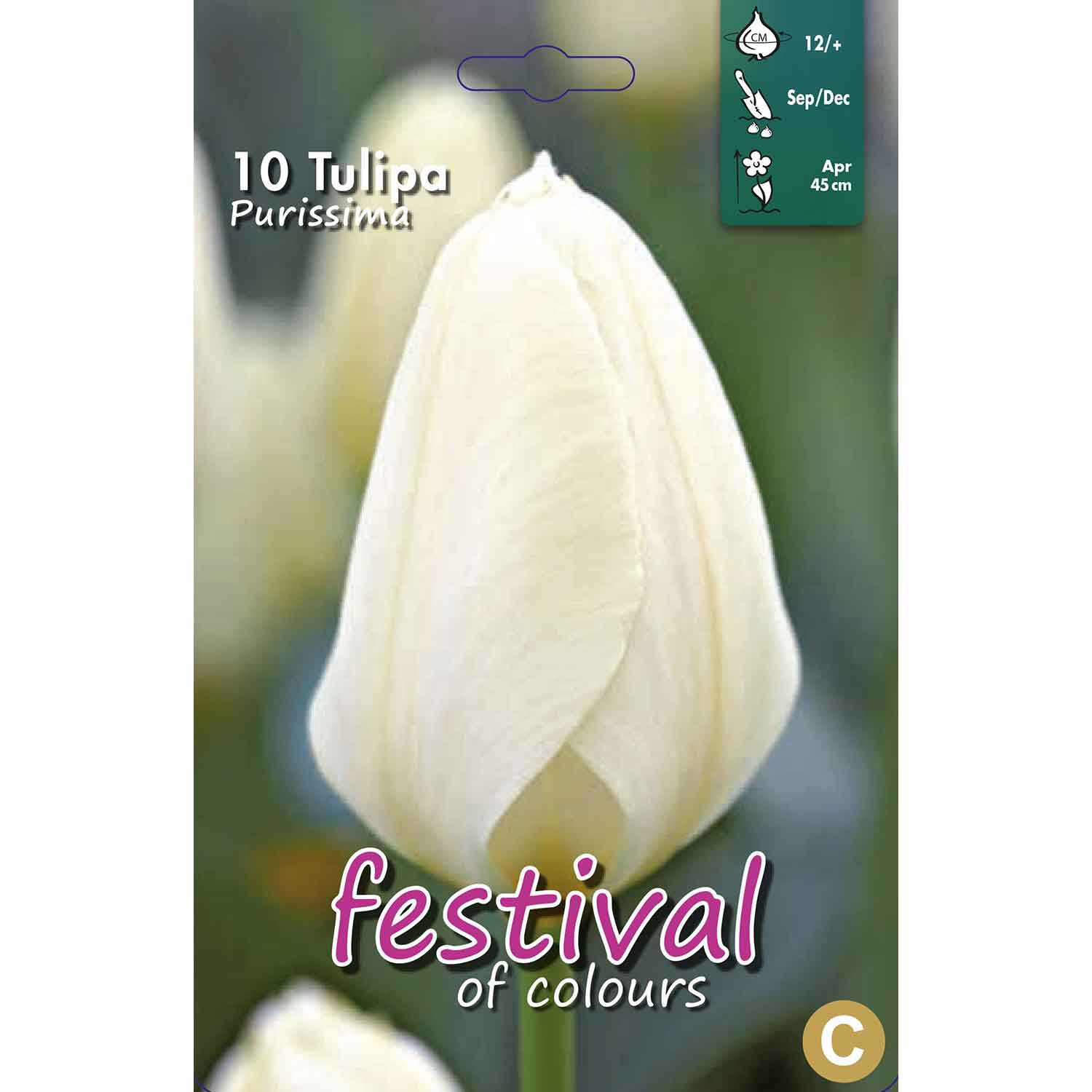 Tulpanlökar - Tulipa Purissima 12/+