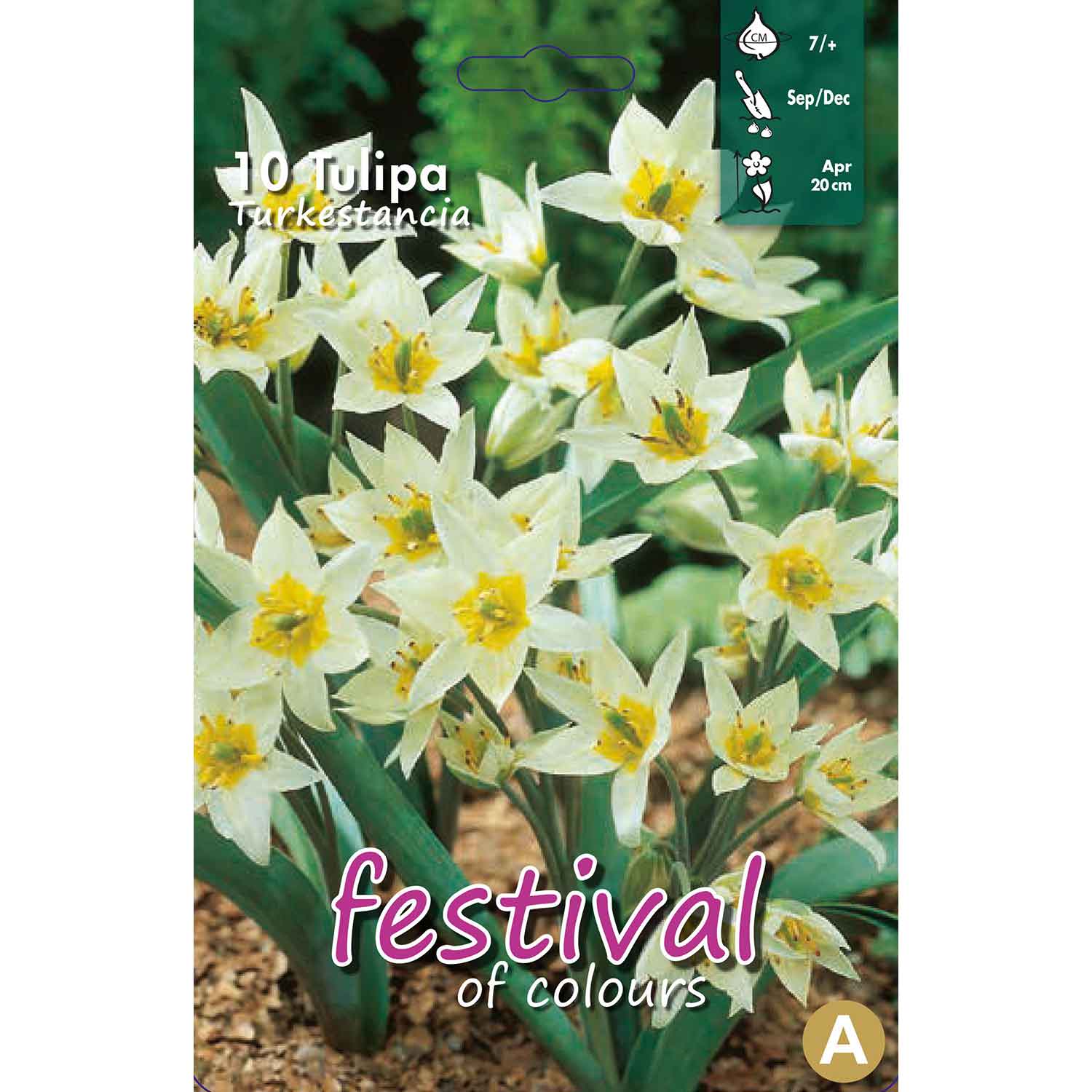 Tulips Turkestanica 7/+, 7stk