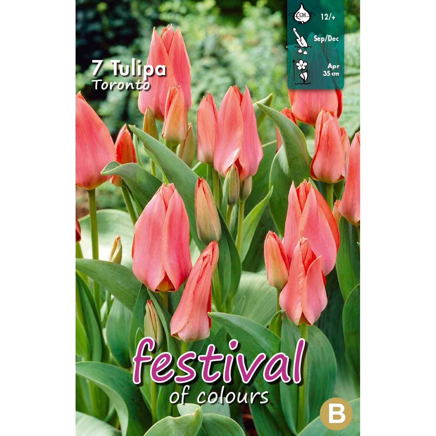 Tulipa Toronto, Greigii (x7), 12/+