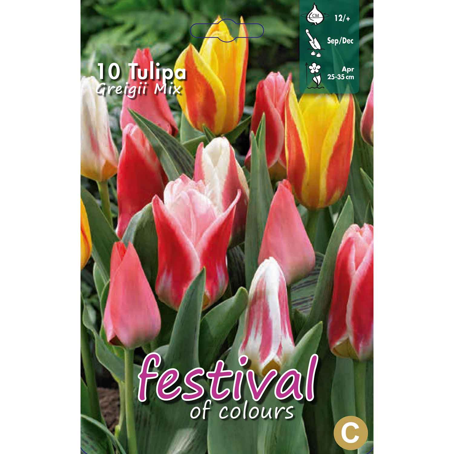 Tulpaner Greigii Mixed 12/+