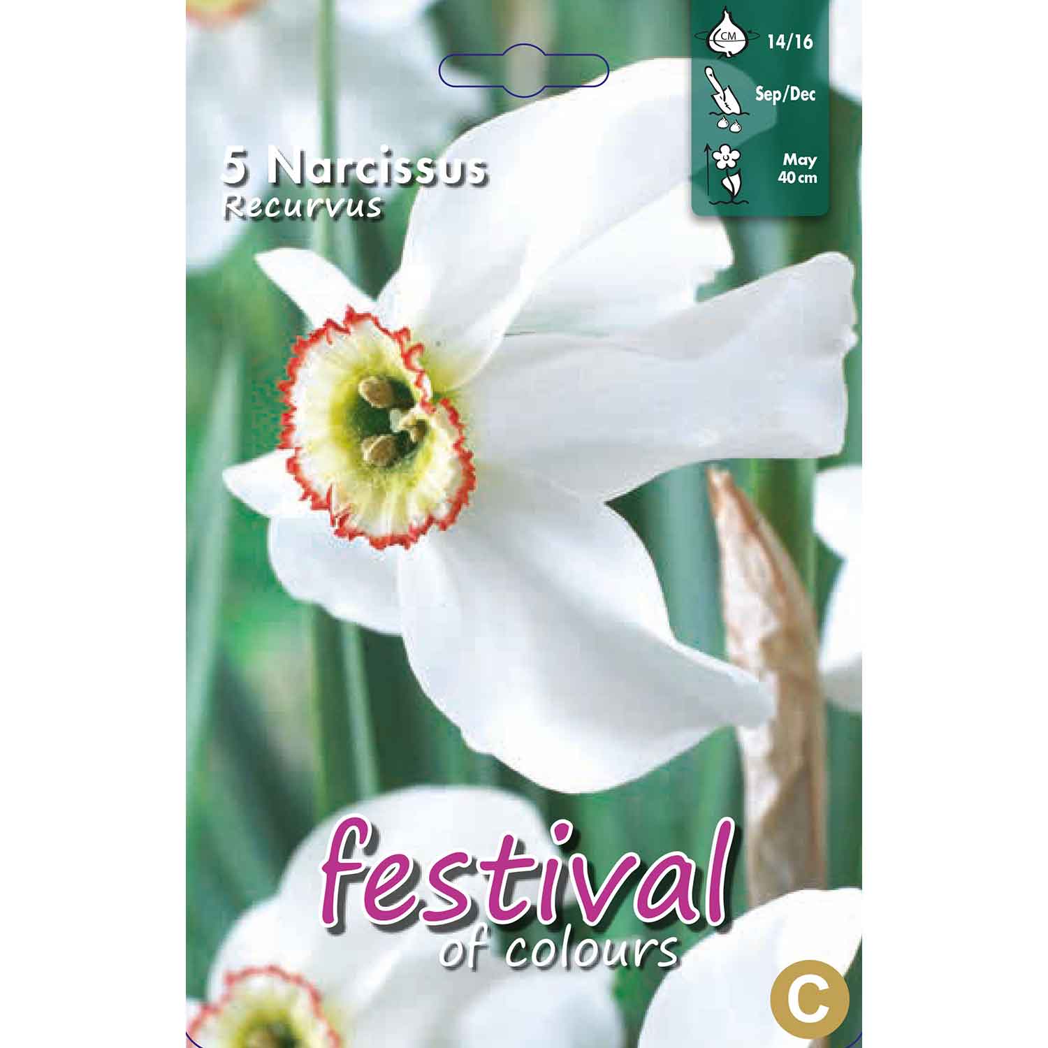 Narcisses Recurvus 14/16, 5stk