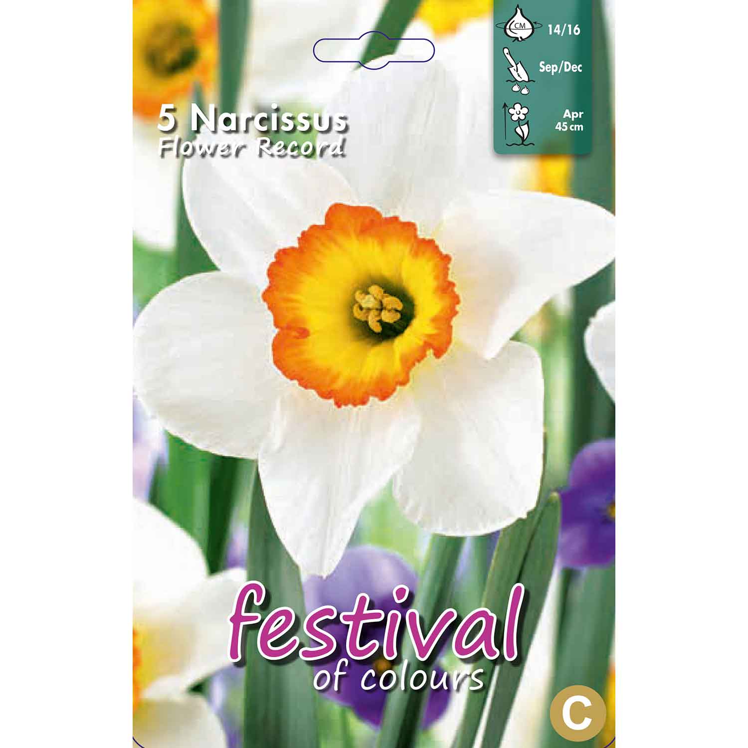 Narcissus Flower Record 14/16