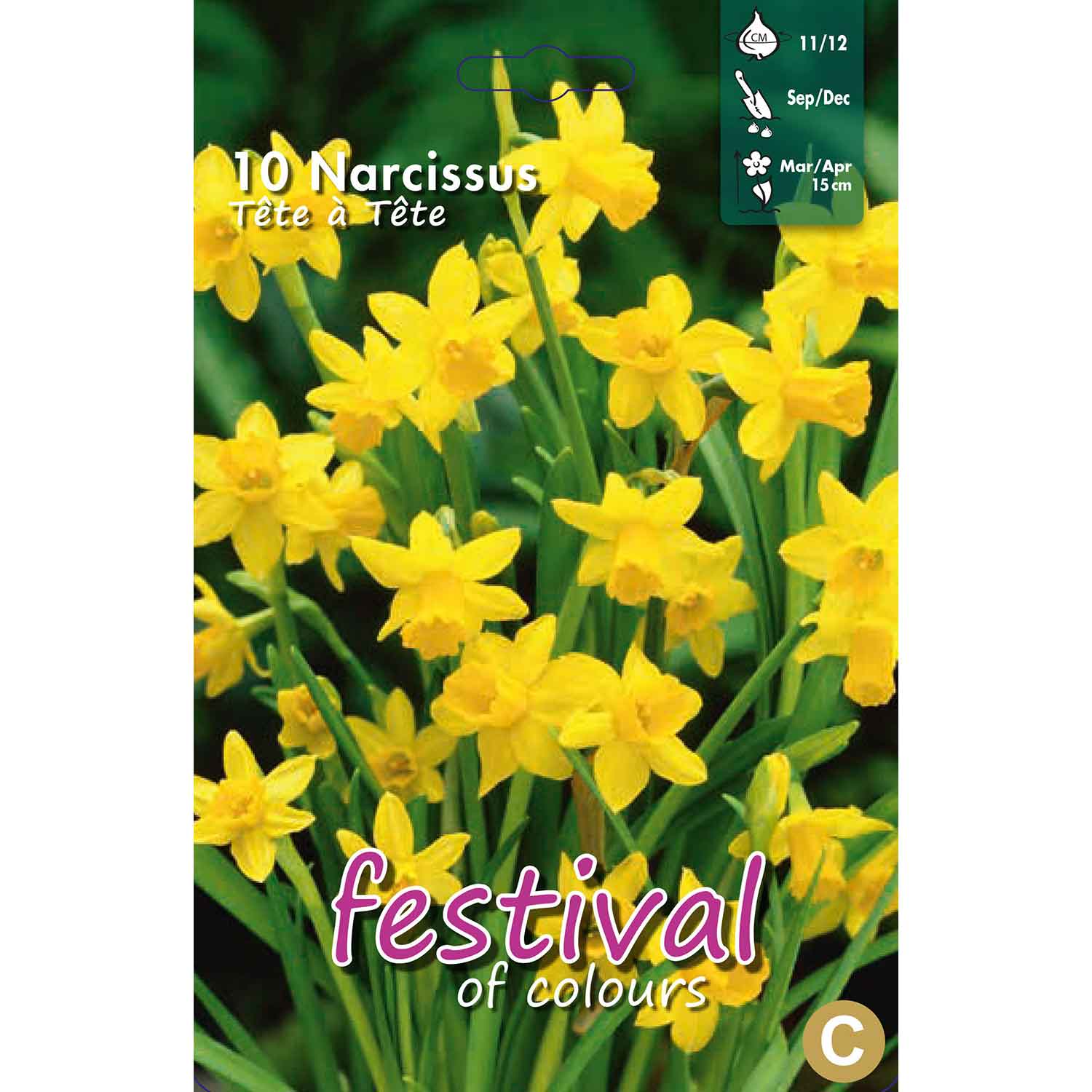 Narcisses Tete a Tete 11/12, 10stk