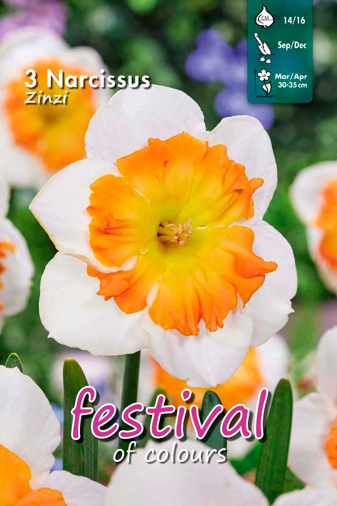 Narcisses Zinzi Butterfly 14/16, 3stk
