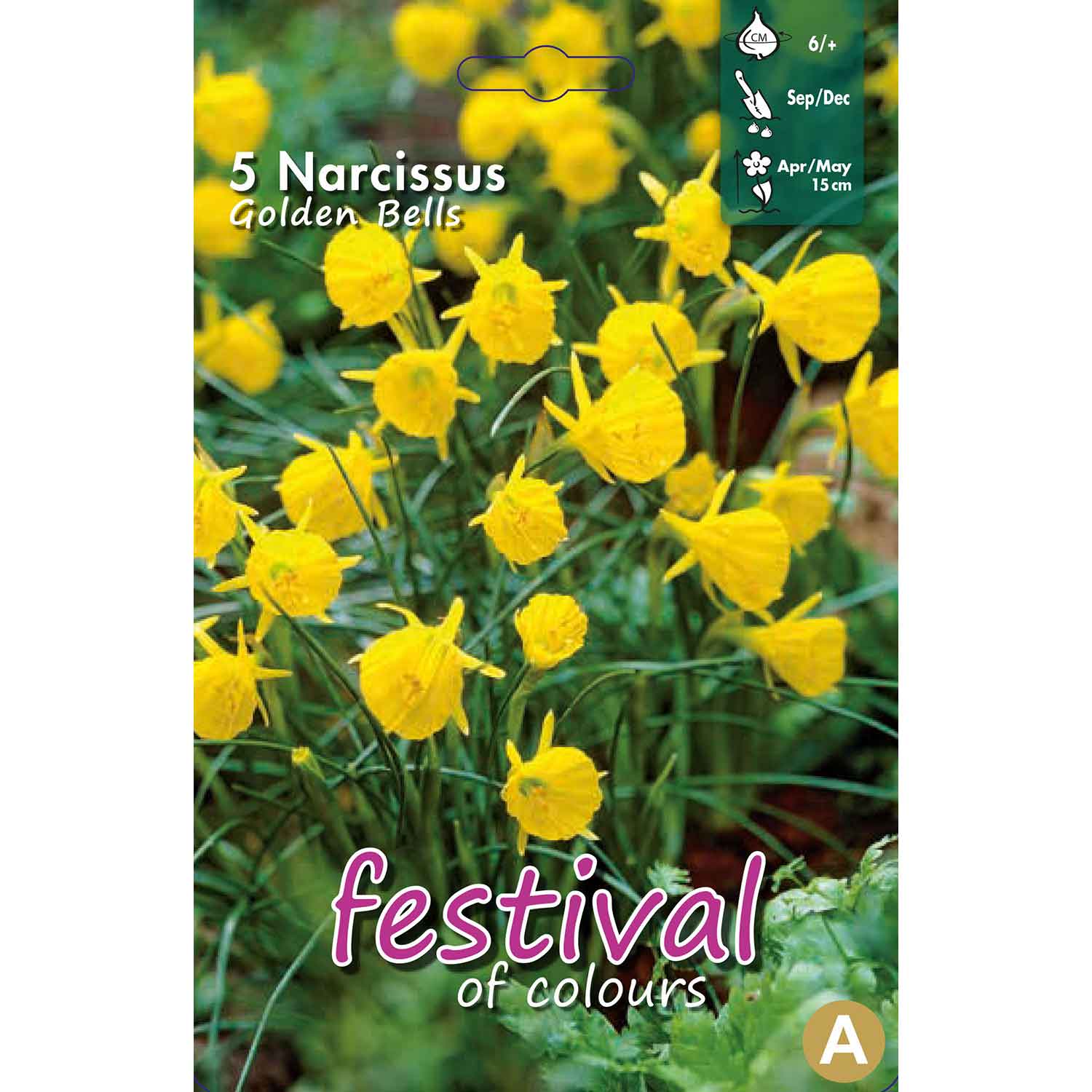 Narcisses Golden Bells 6/+, 5stk