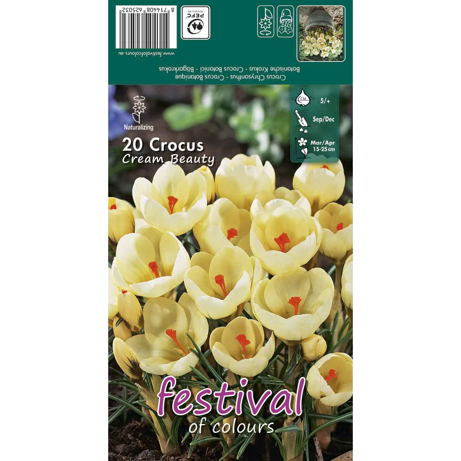 Crocus Cream Beauty, Chrys. 5/+, 15stk