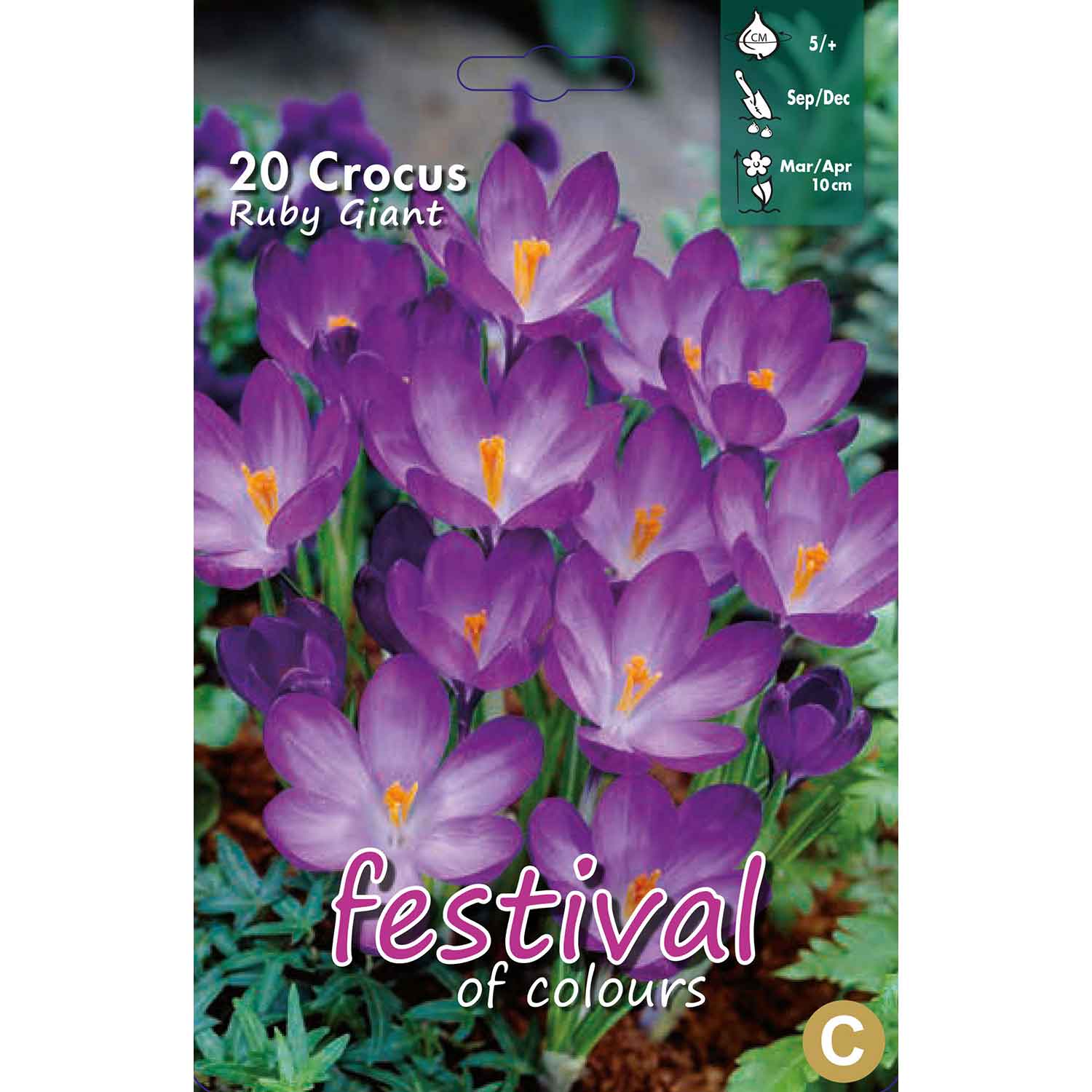 Crocus Ruby Giant 5/+, 15stk