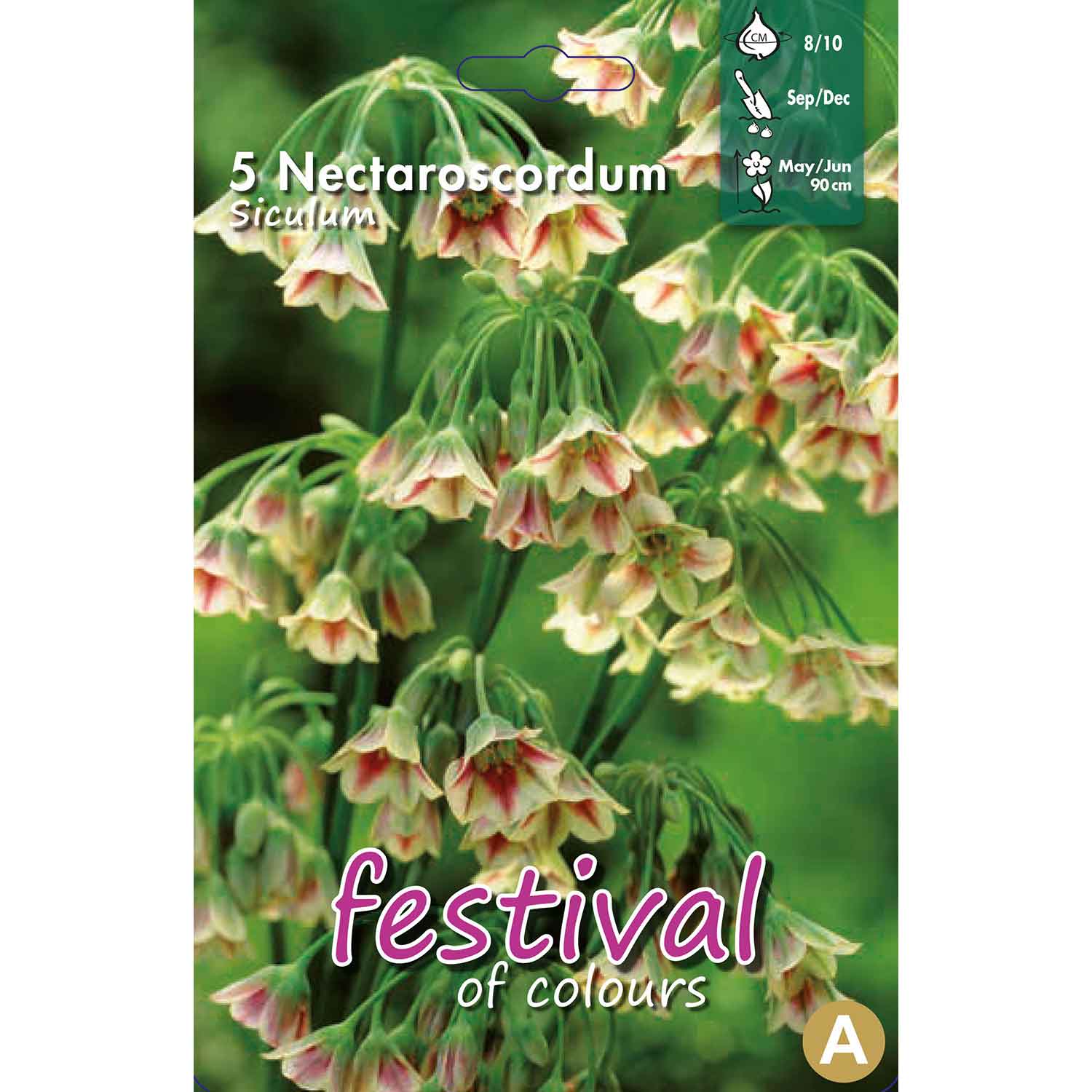 Nectaroscordum Siculum 8/+, 5stk