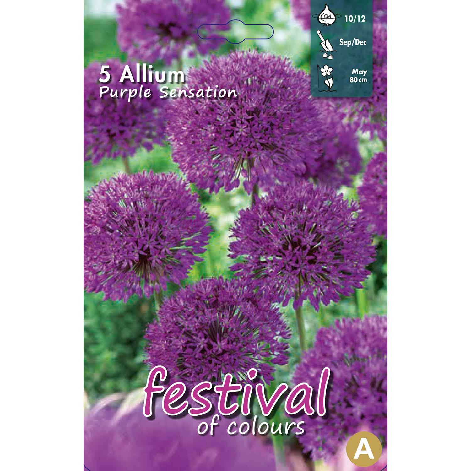 Allium Purple Sensation 10/12, 5stk