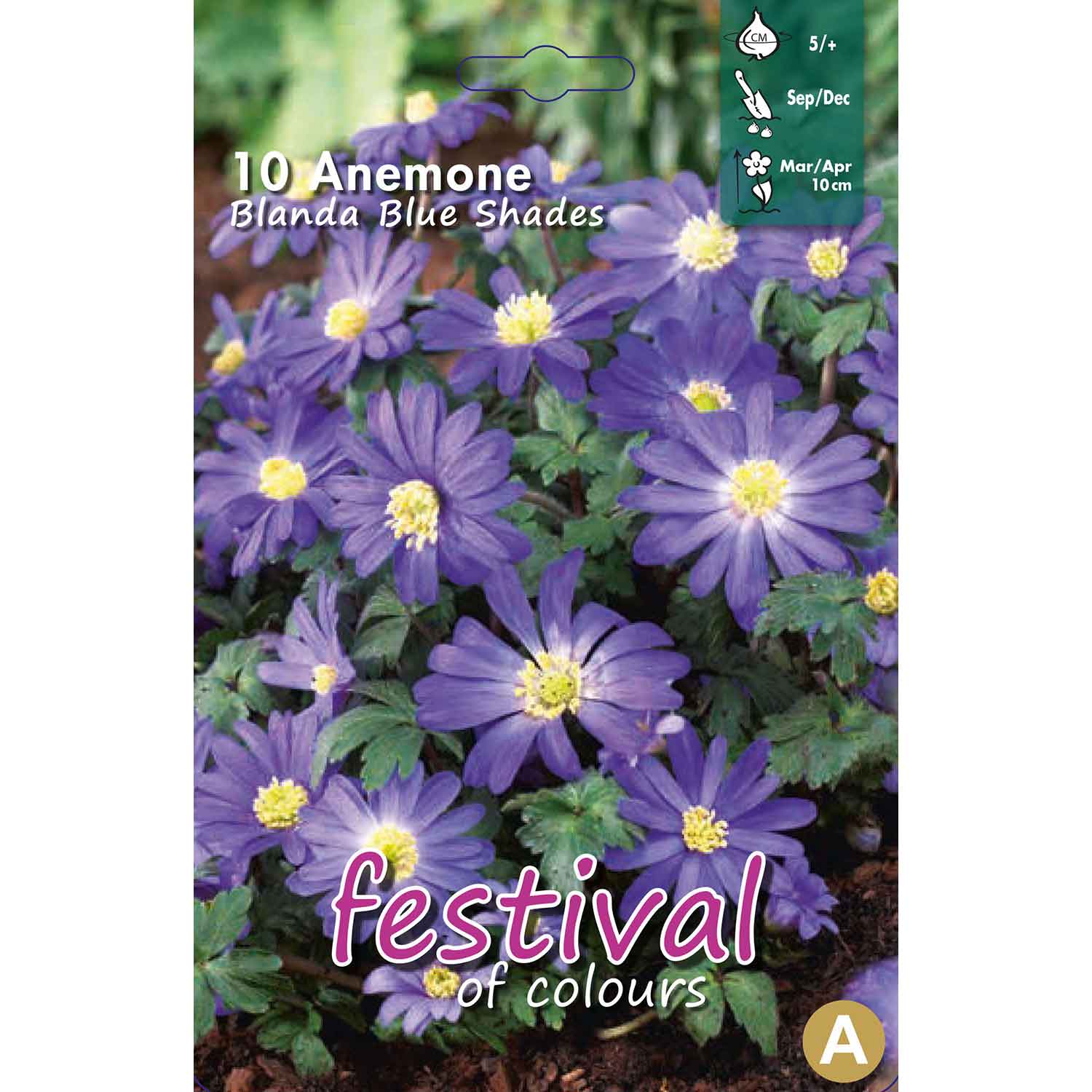 Anemone Blue Shades 5/+, 10stk