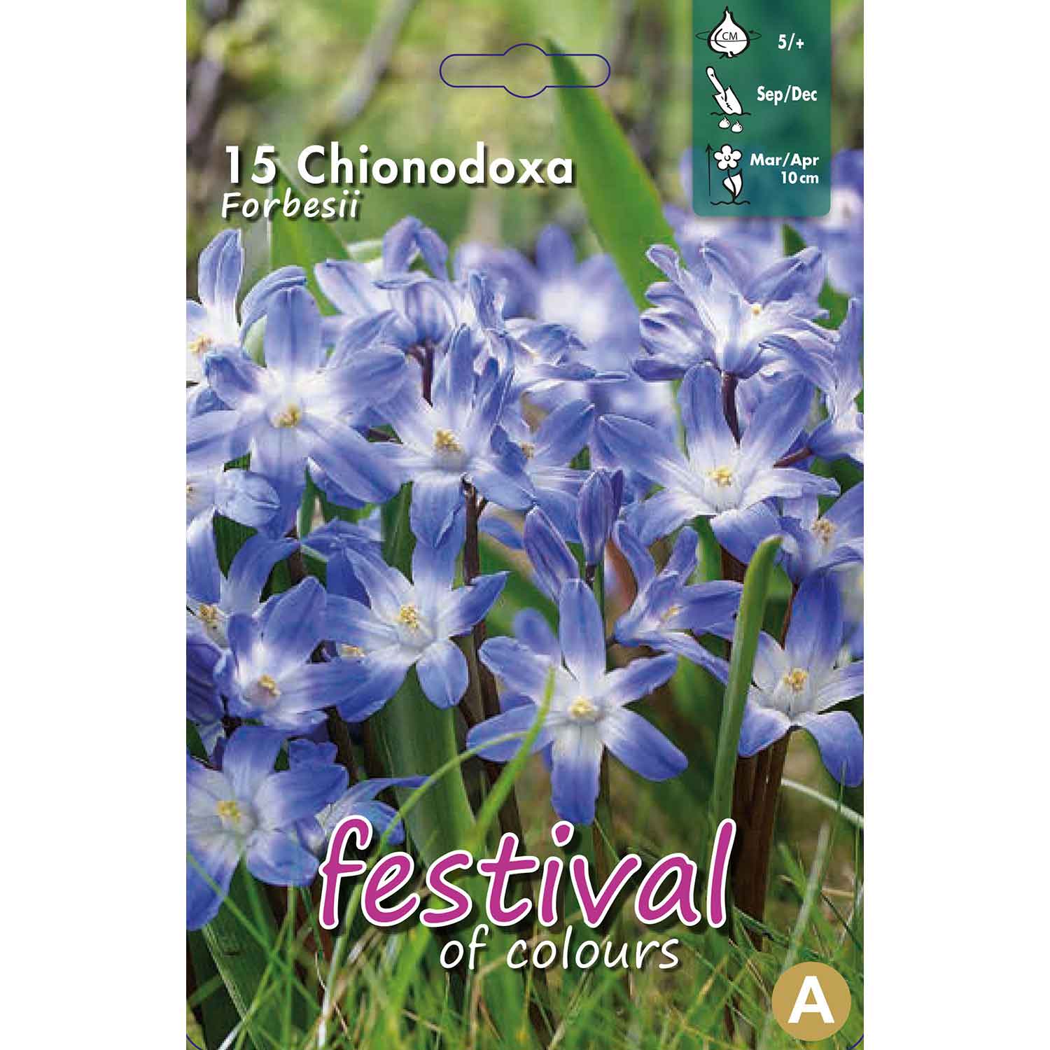Chionodoxa Forbesii 5/+ 15stk